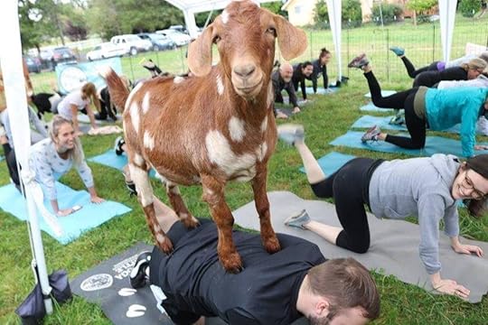 Goat Yoga Seattle