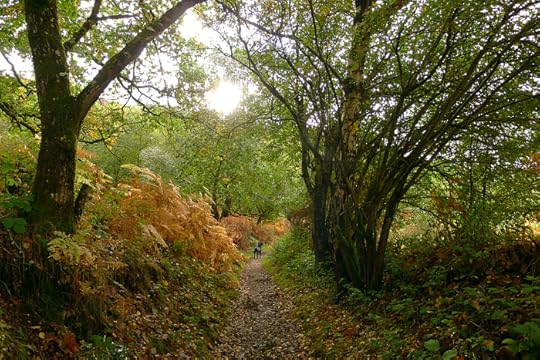 Black hound on an autumn pathway, Devon