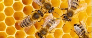bees-honeycomb 10:22:18