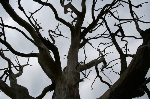  photo Tree_zps59f63c89.jpg