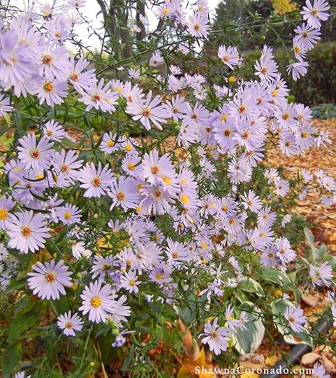 Aster Flowers