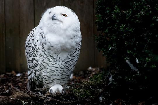 “Onetime” vs. “One Time” vs. “One-time” wise owl