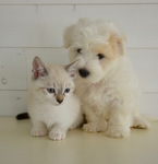 French indefinite articles