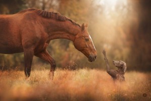 Horse and Dog