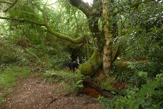 Drinking from the Fairy Springs