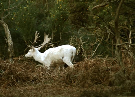 The White Stag by Jane Baynes