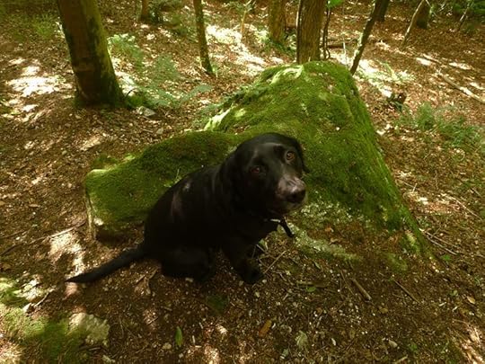 Following the Animal Guide, for safe passage through the borderlands