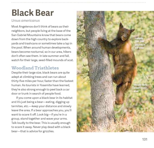 black bear