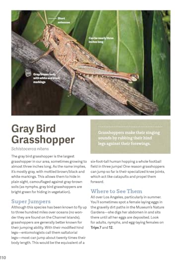 Gray Bird Grasshoppr