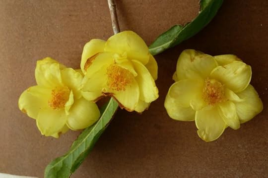 Kris Pearson - Camellia Chrysantha