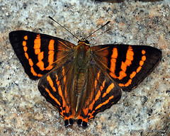 Striped Punch, India