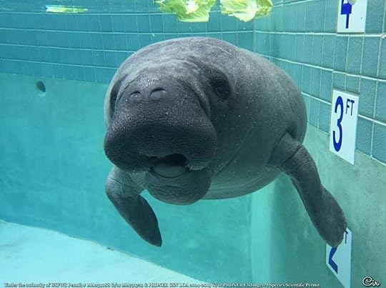 Manatee behind glass at the Centro de Conservación De Manatíes de Puerto Rico