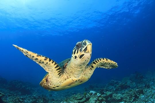 Sea turtle in the ocean