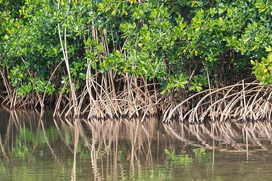 Lush green mangroves in tropical coastal swamp in Guadeloupe, Caribbean