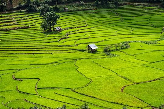 Green rice terraces in Nan, Thailand