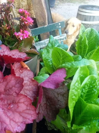 Smokey lettuces
