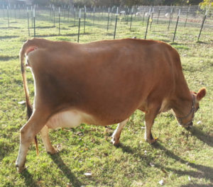 june the cow is very pregnant