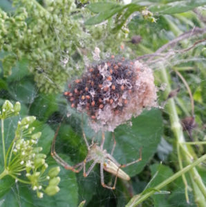lynx spider egg sac hatching