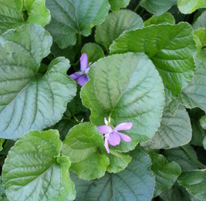 blooming violets in my garden 