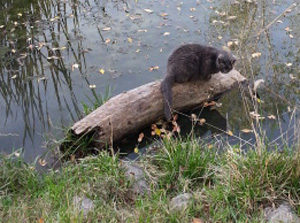 cat sitting on a log in the middle of a pond