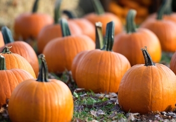 pumpkins jonathan-talbert-530599-unsplash.jpg