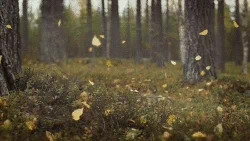 falling leaves loop GIF