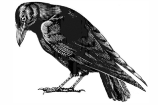 Crow