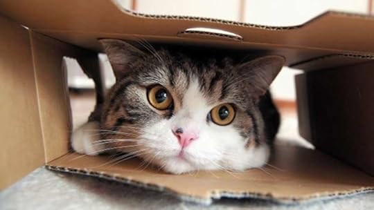 Image result for maru