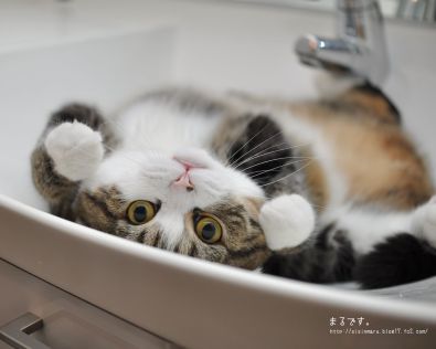 Image result for maru