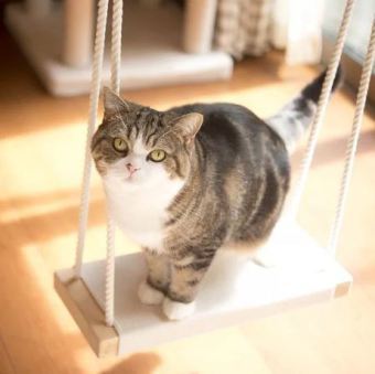 Image result for maru