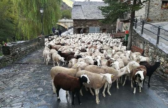 Sheep from the Boldis-Àreu flock now back in the valley. 