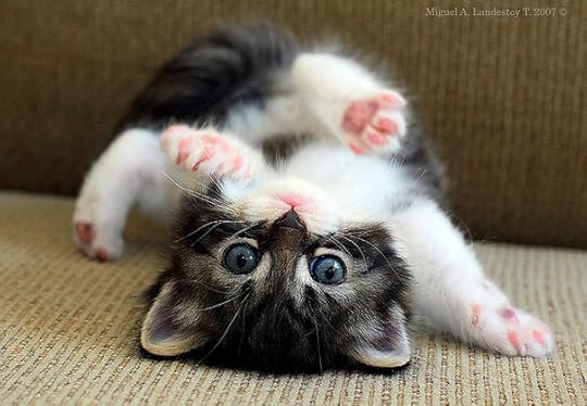 Image result for cute animals