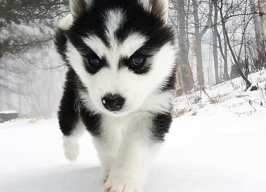 Image result for cute animals