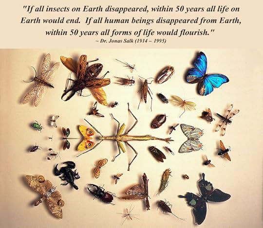 insects