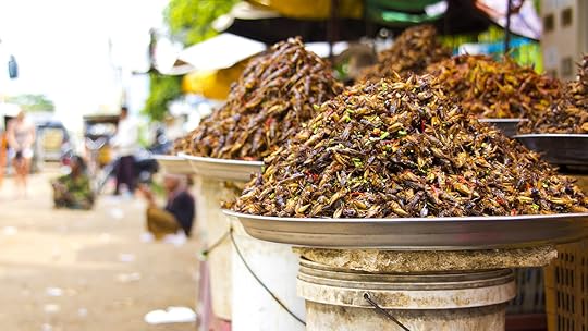 insects-feeding-the-world