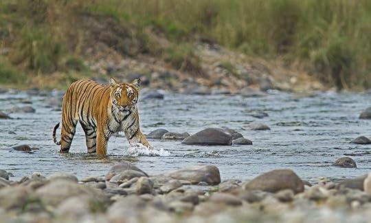 Bengal tiger crossing a river in Corbett National Park, India
