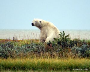 Polar Bear by Lisa Niver at Nanuk Polar Bear Lodge, Churchill Wild