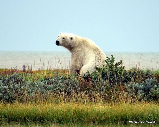 Polar Bear by Lisa Niver at Nanuk Polar Bear Lodge, Churchill Wild