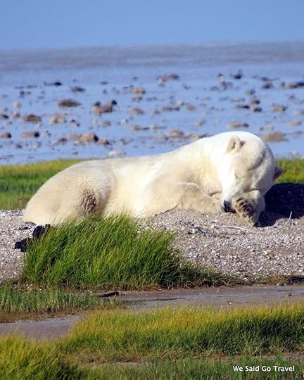 Sleeping Polar Bear by Lisa Niver with Churchill Wild