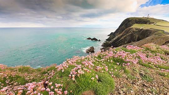 Beautiful flower field at Sumburgh, Shetland, Scotland