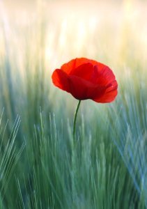 Great War, giveaway, six WWI novelists, Carrie Turansky, Michelle Ule, Roseanna White, Kate Breslin, J'nell Cienski, Pepper Basham, A Poppy in Remembrance, WWI, WWI romance novels