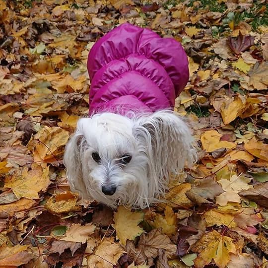 Petal in the leaves.<br /><br />And then it started to snow!