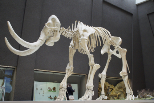 Woolly Mammoth Skeleton.png