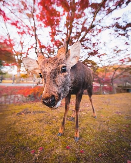 Nara Park in Japan