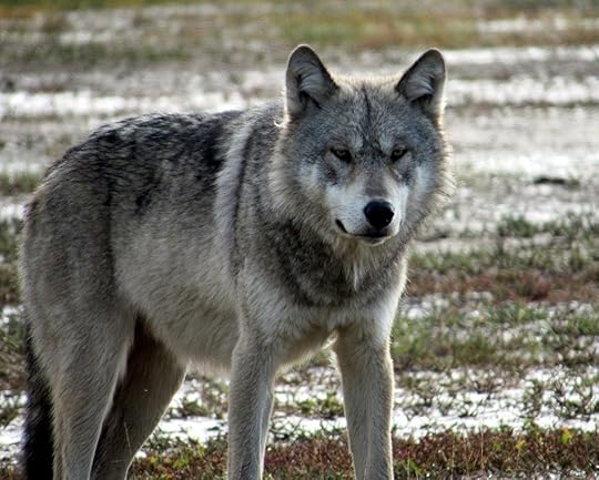A wolf at Nanuk Polar Bear Lodge Churchill Wild