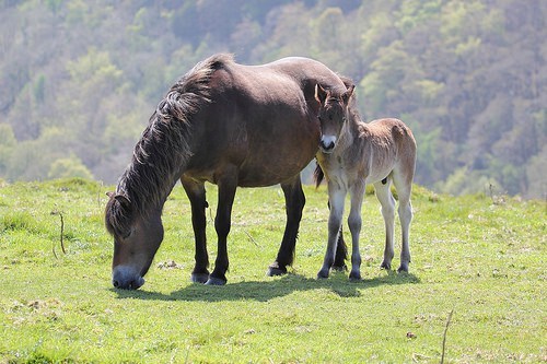 Mother and Foal