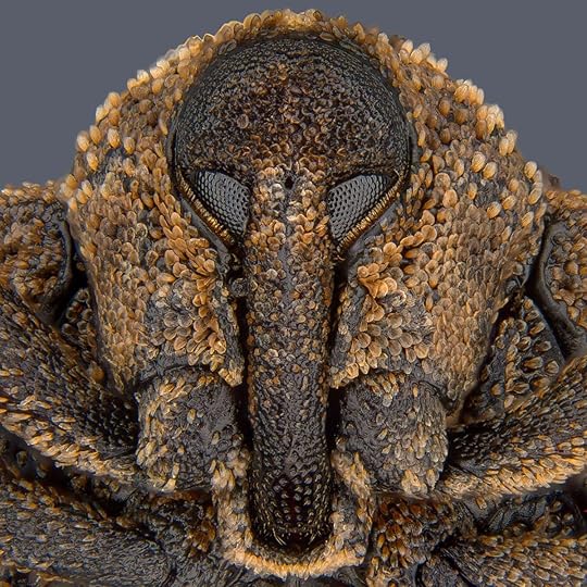 The mango seed weevil