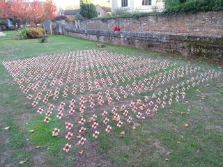 Oakhampoppies