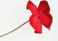 poppy