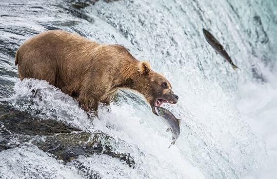 Brown bear catches a salmon in the river in Alaska